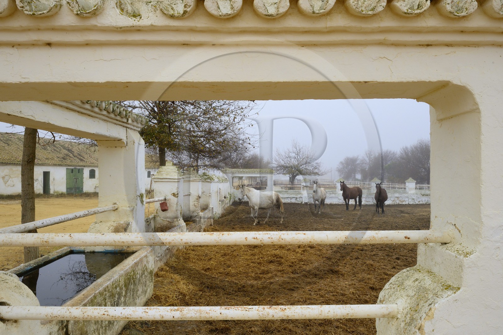 Espagne, Andalousie, province de Séville, Utrera, Finca El Pinganillo, le haras de la propriété