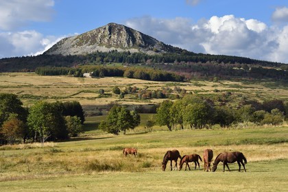 France, Ardèche (07), parc naturel régional des Monts d'Ardèche, Massif du Mézenc, chevaux dans un pré devant le Suc de Montfol (1594 m)
