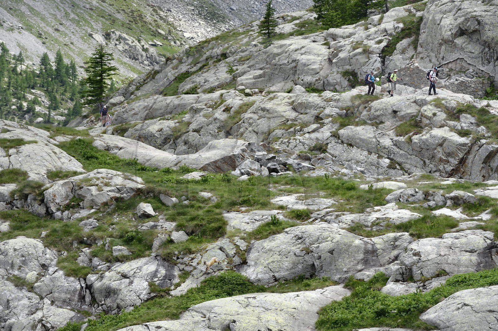 France, Alpes-Maritimes, parc national du Mercantour (Mercantour National Park), Valmasque valley, hikers and a female Alpine ibex (Capra ibex)