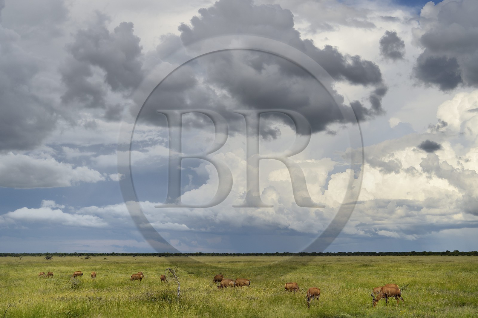 Namibie, région de Oshikoto, Parc National d'Etosha, Bubale roux (Alcelaphus buselaphus)