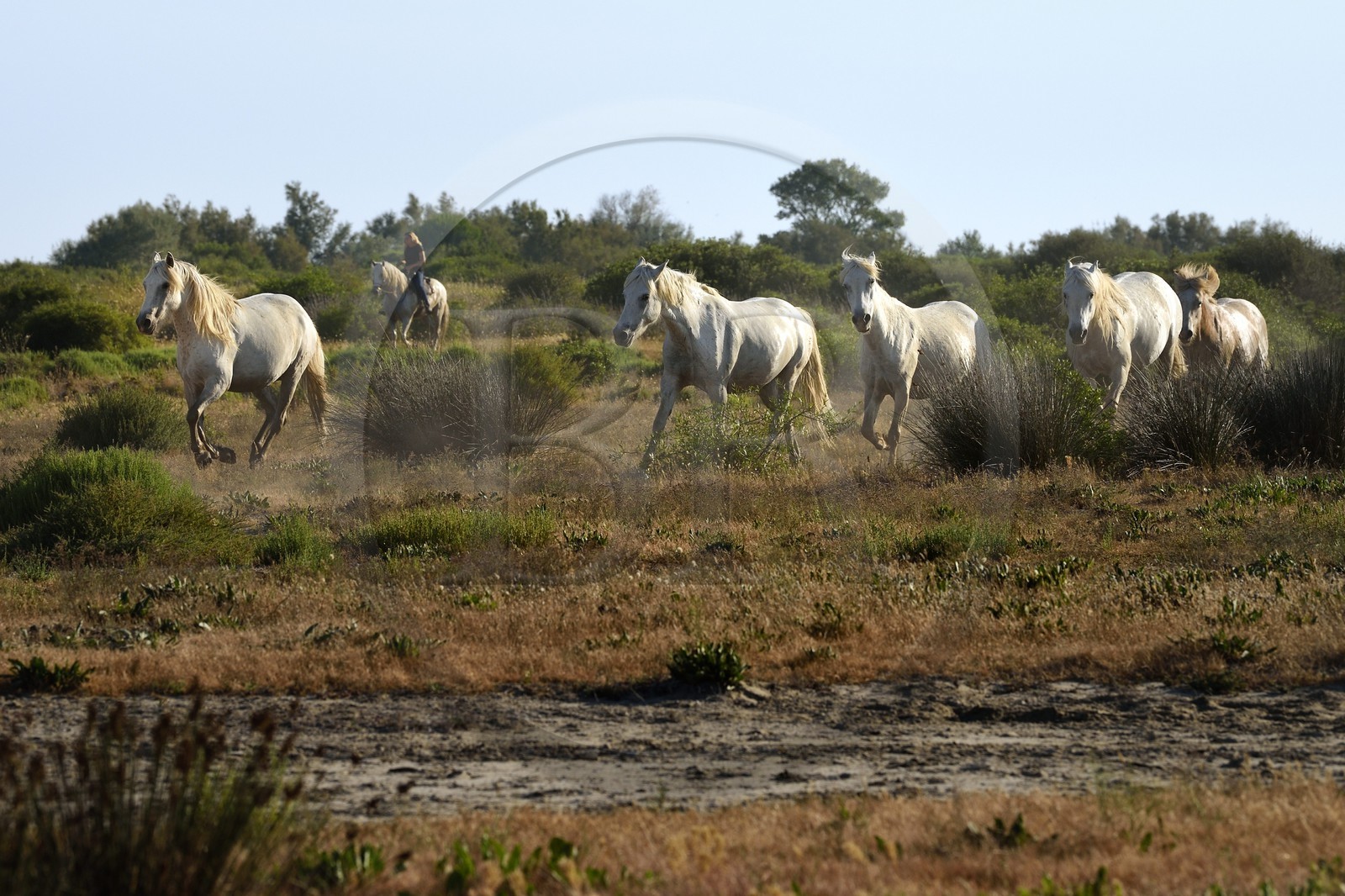 France, Bouches-du-Rhône (13), Parc naturel régional de Camargue, vers l'étang de Malagroy, manade Jacques Mailhan, chevaux de Camargue dans la sansouire