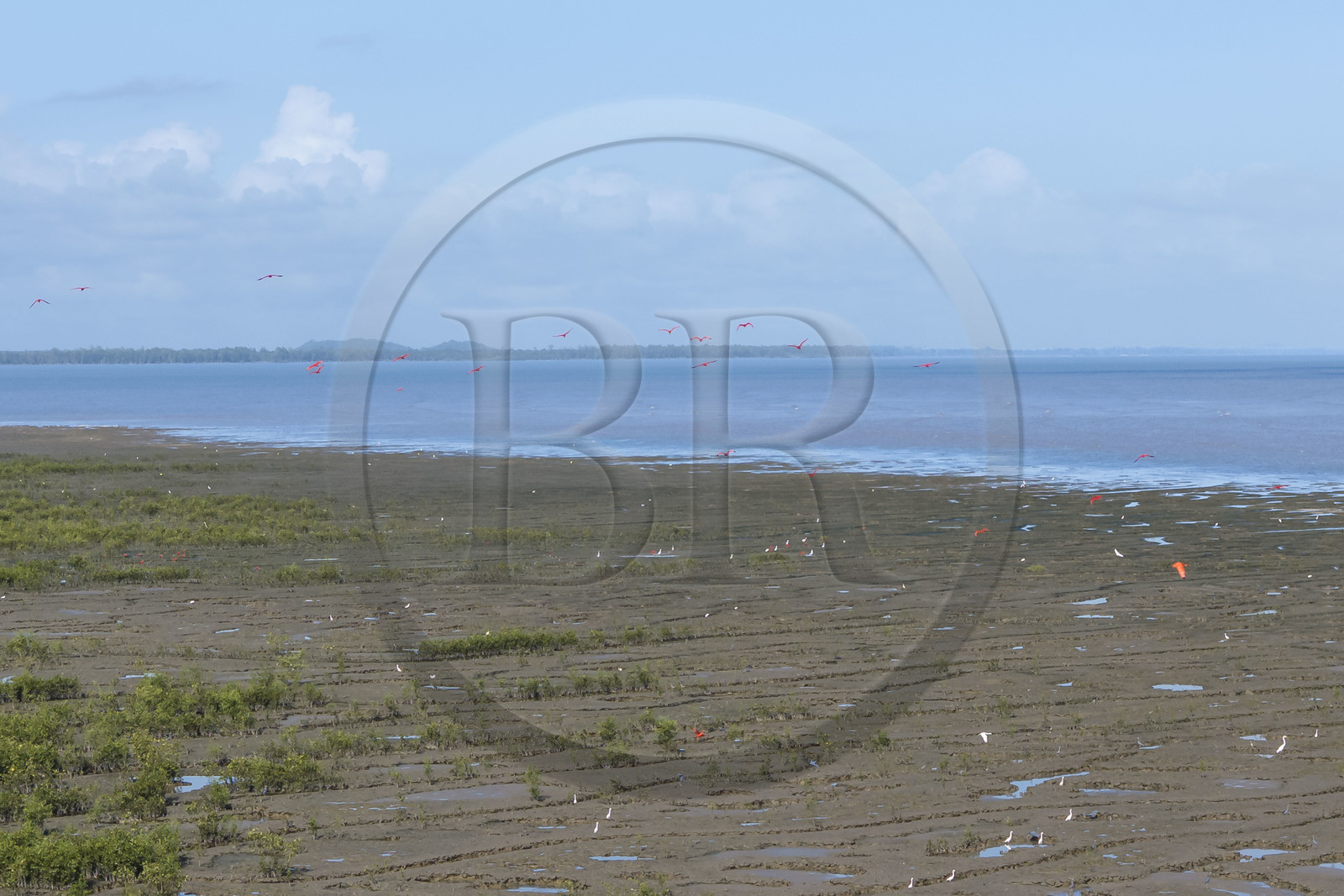 France, Guyane, Cayenne, la mangrove a pris position sur les bancs d'alluvions entrainés des montagnes des Andes par le fleuve Amazone et entoure la totalité de la presqu'île de Cayenne, dans une période cyclique future elle disparaitra complétement pour à nouveau laisser place à la mer, ibis rouge en vol (vue aérienne)