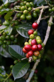 Panama, Chiriqui province, Boquete, Coffee Plantation Finca Lerida, catuai coffee beans
