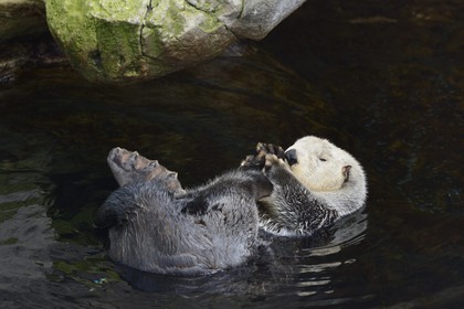 Portugal, Lisbonne, Parque das Nações (Parc des nations) construit pour l'exposition universelle de 1998, Oceanário (Oceanarium), loutre de mer (Enhydra lutris)