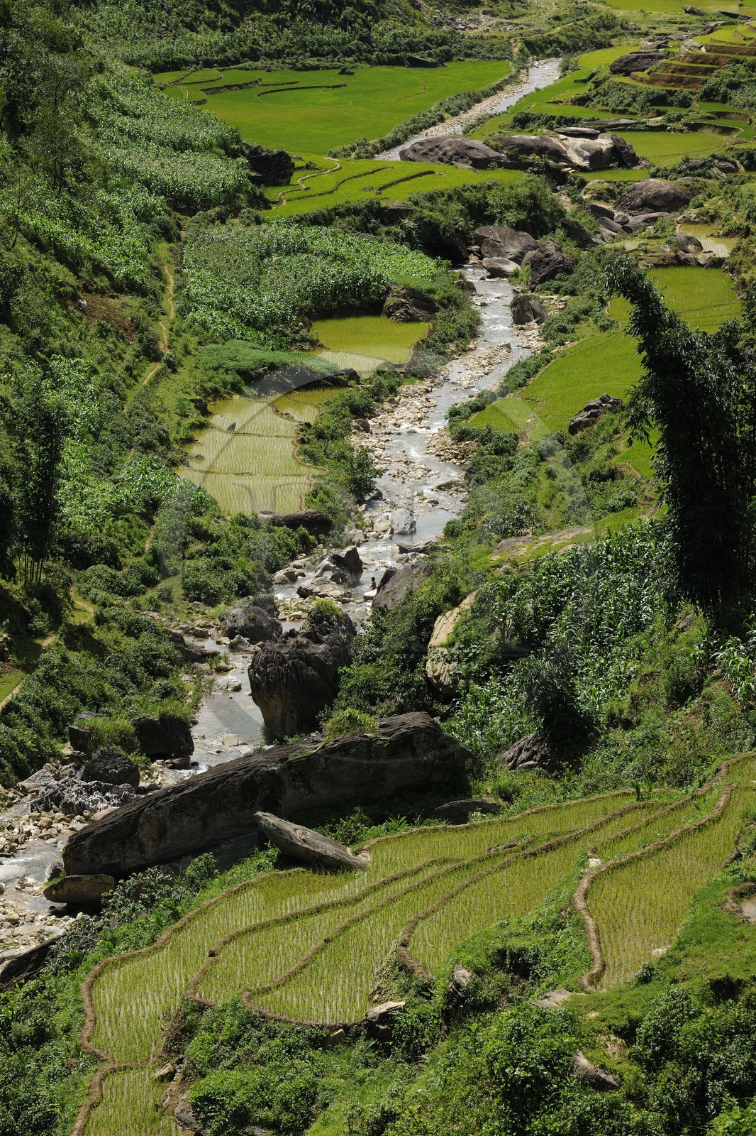 Vietnam, province de Lao Cai, région de Sapa, culture de rizières en terrasses par la minorité Hmong Noir