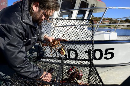 Suède, Västra Götaland, Iles Koster, Sydkoster, port de Ekenäs, retour de pêche au homard