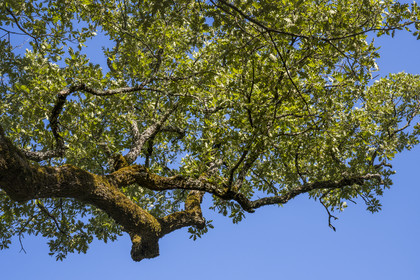 France, Var (83), Provence Verte, Bras, Académie du Bain de Forêt Provençale, forêt du domaine Le Peyrourier - une campagne en Provence
