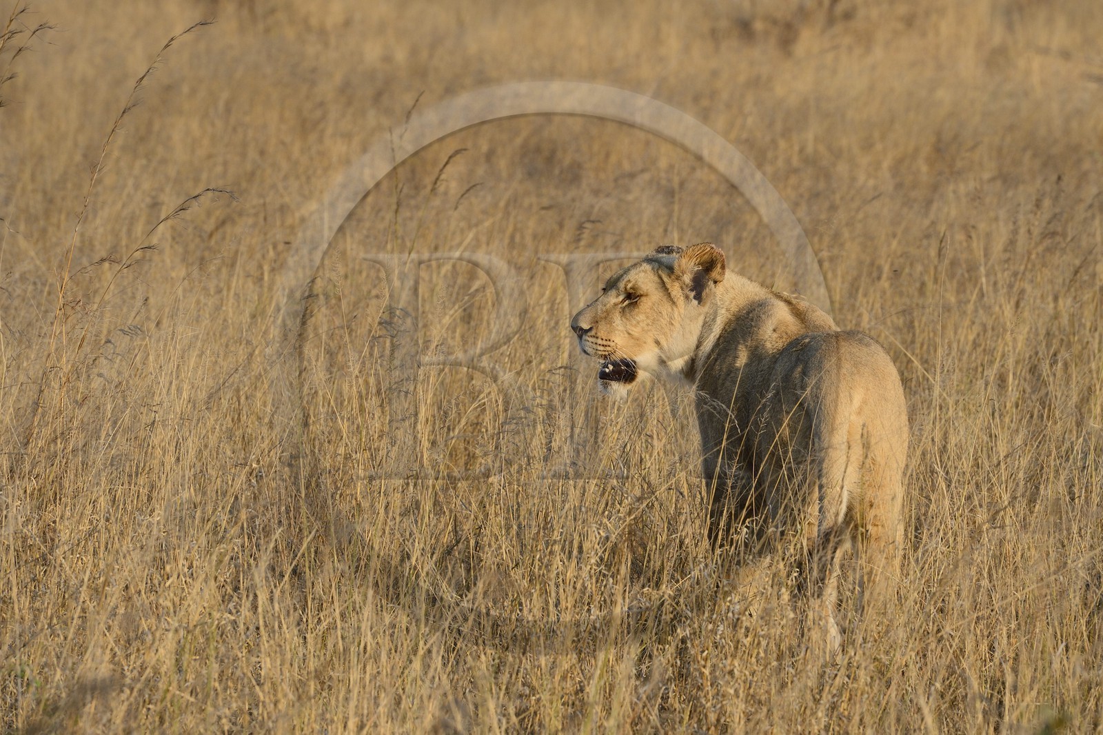 Zimbabwe, province des Midlands, Gweru, Antelope Park qui abrite ALERT (African Lion and Environmental Research Trust), jeune lionne (panthera leo)