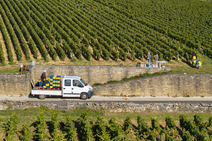 France, Côte-d'Or (21), les climats de Bourgogne classés Patrimoine Mondial de l'UNESCO, Route des Grands Crus, vignoble de la Côte de Beaune, Volnay, vendanges dans la parcelle de Taille-Pieds appartenant aux Hospices de Beaune qui servent à produire un Volnay 1er Cru cuvée Blondeau et cuvée Muteau à partir du cépage Pinot noir (vue aérienne)