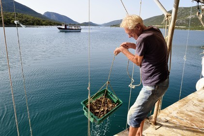 Croatia, Dalmatia, Dalmatian coast, peninsula of Peljesac, Ston, the largest oyster farming center on the Dalmatian coast in Mali Ston, oyster farmer Andrea at the helm