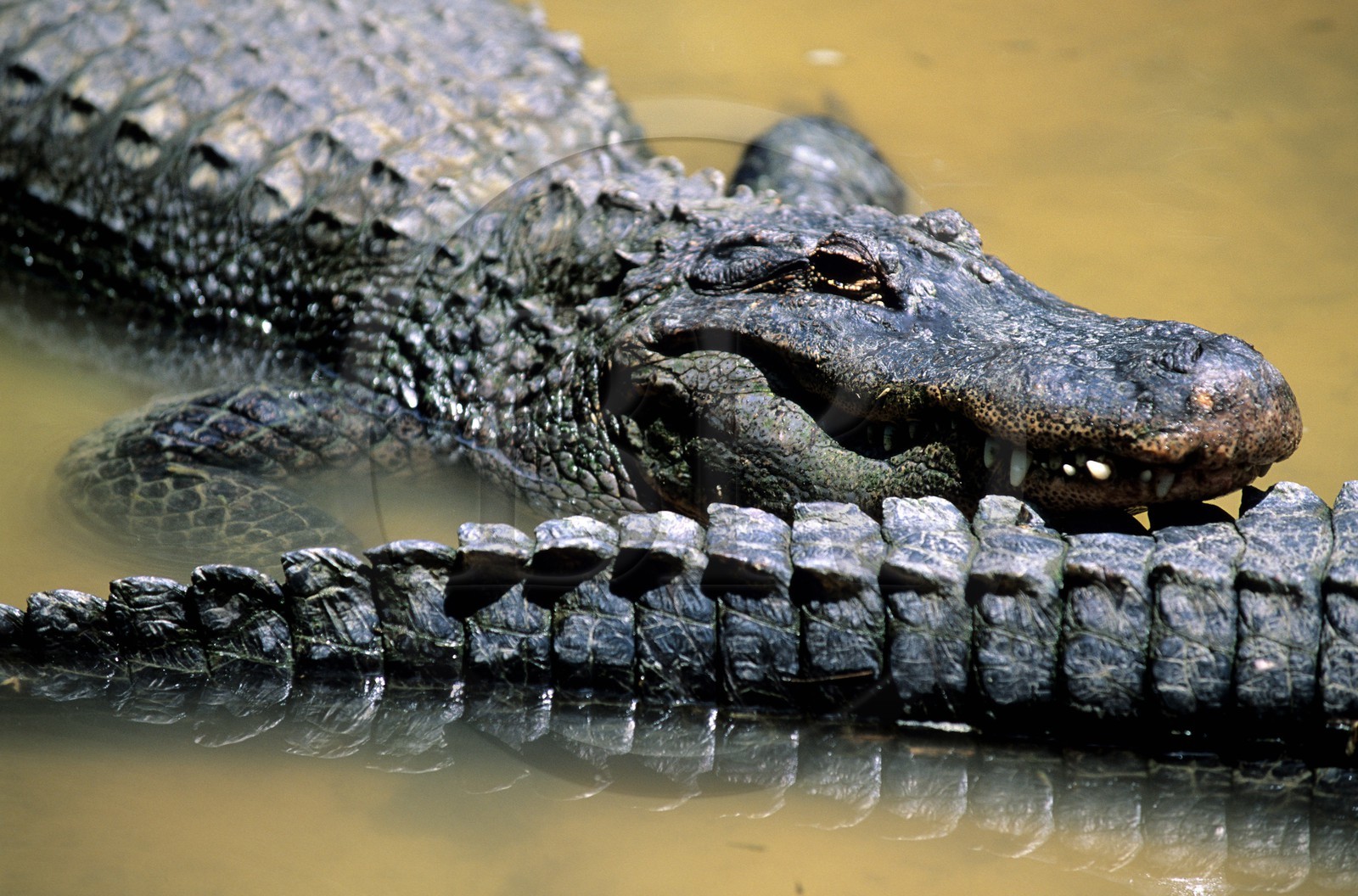Etats-Unis, Floride, Gulf Coast, alligator au Homosassa Springs Wildlife State Park