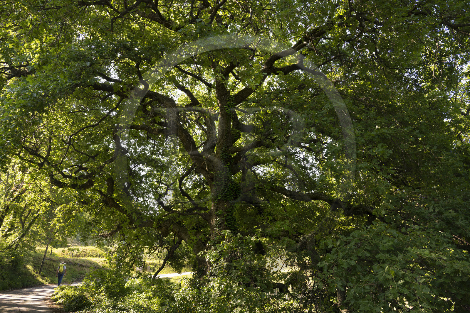 France, Vaucluse (84), Dentelles de Montmirail, Sablet, randonneur passant sous un chêne centenaire