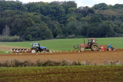 France, Seine-Maritime (76), Bretteville-du-Grand-Caux, labour, goélands se nourissent dans la terre retournée par les tracteurs