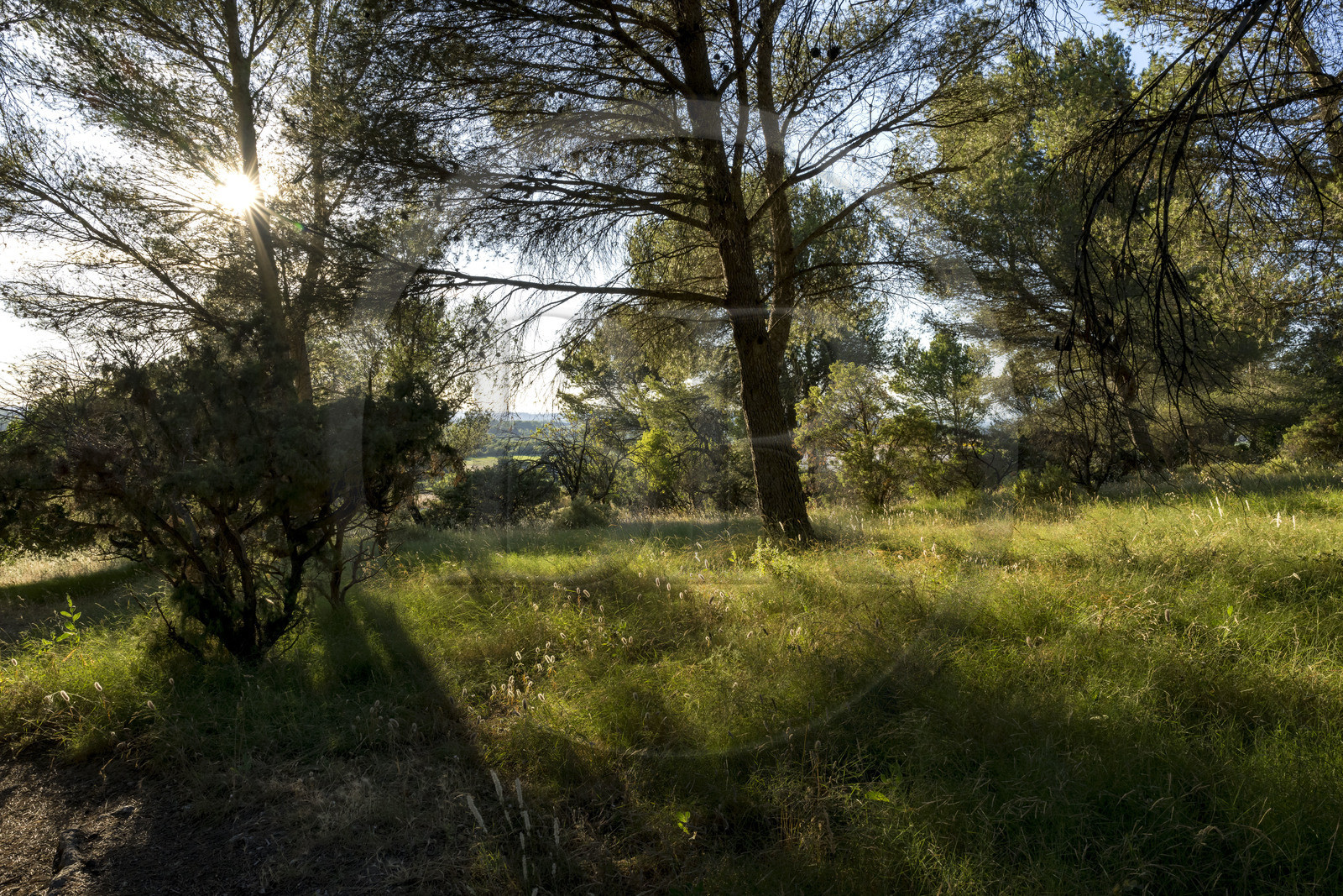 France, Bouches-du-Rhône (13), Tarascon, sous bois de la chapelle Saint-Gabriel sur la colline située à l'emplacement de l'important carrefour d'Ernaginum où se croisaient dans l'Antiquité la via Domitia, la via Aurelia et la via Agrippa