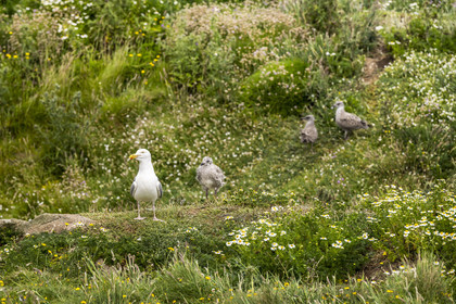 France, Finistère (29), Pays des Abers, Ile Vierge dans l'archipel de Lilia, de très nombreux goélands peuple l'île en période de nidification
