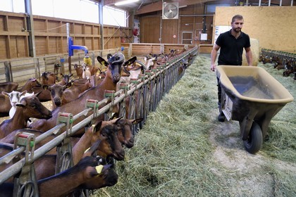 France, Bas Rhin, Northern Vosges Regional Natural Park, Obersteinbach, the goat farm at La Ferme du Steinbach, Florian Sturtzer feeds goats