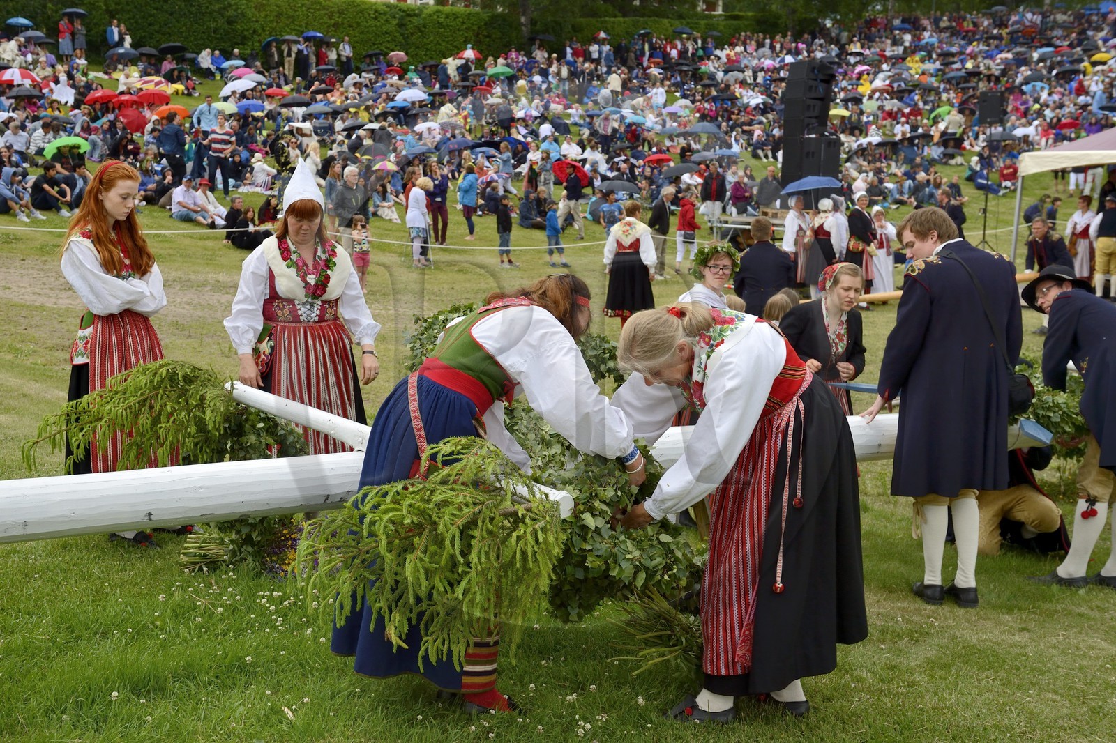 Suède, comté de Dalécarlie, les très populaires célébrations du solstice d'été à Leksand pour la Saint-Jean, préparation de l'arbre de mai