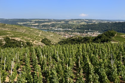 France, Rhône (69), Parc Naturel Régional du Pilat, le village d'Ampuis entre le vignoble AOC Côte Rôtie et le Rhône, vignes sur échalas