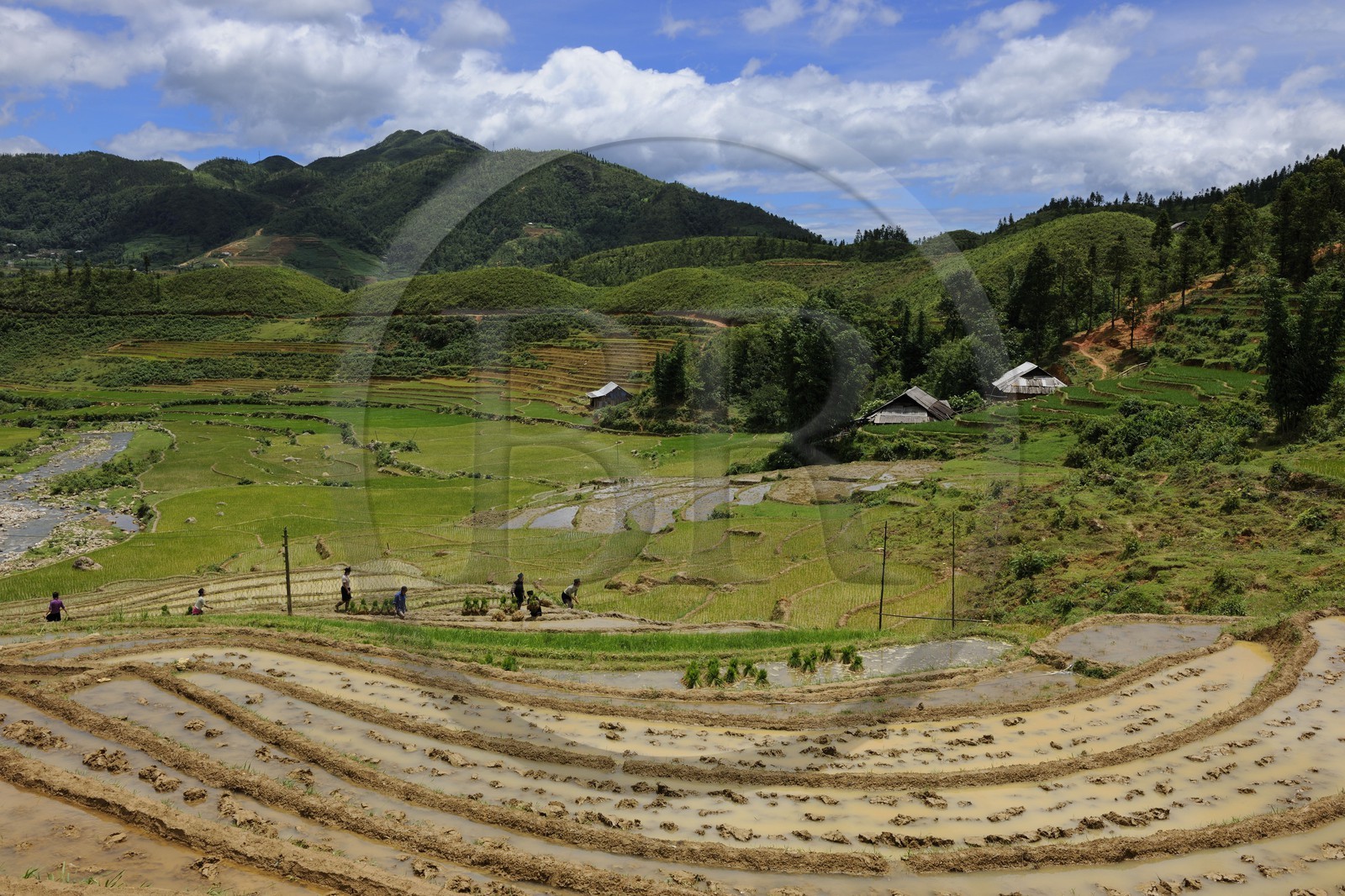 Vietnam, province de Lao Cai, région de Sapa, vallée de Ta Phin, culture de rizières en terrasses par la minorité Hmong Noir