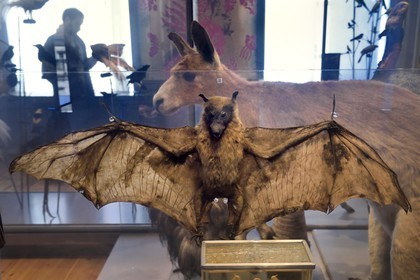 France, Charente-Maritime (17), La Rochelle, le Muséum d'histoire naturelle (muséum Lafaille), galerie de zoologie, salle des voyageurs naturalistes charentais