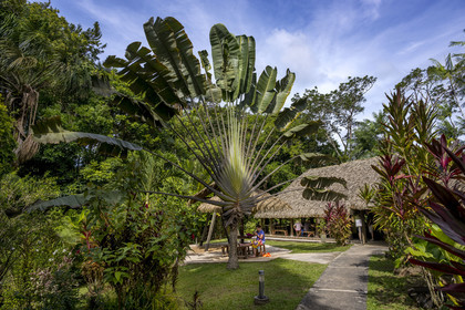 France, Guyane, le carbet du Camp Maripas en bordure du fleuve Kourou, arbre du voyageur (Ravenala madagascariensis)