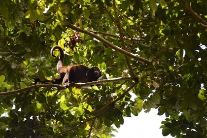 Panama, Chiriqui province, Gulf of Chiriqui National Marine Park, Isla Palenque, golden-mantled howler monkey (Alouatta palliata palliata)