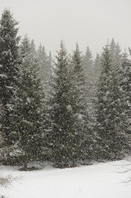 Suisse, Canton de Vaud, Villars sur Ollon, flocons de naige