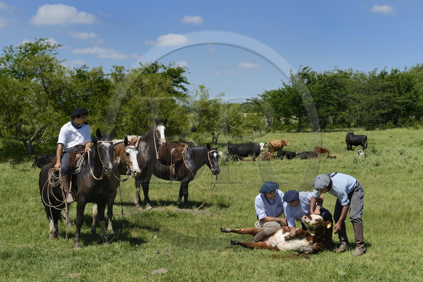 Argentina, Buenos Aires Province, San Antonio de Areco, estancia La Bamba de Areco, gauchos at work with their cow herd