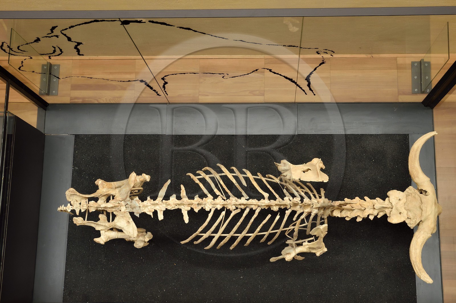 France, Dordogne (24), Périgord Noir, vallée de la Vézère, Les Eyzies-de-Tayac-Sireuil, site classé Patrimoine Mondial de l'UNESCO, Musée National de la Préhistoire, squelette de bison des steppes (Bison priscus) qui disparait aux alentours de 12000 BP