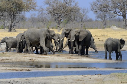 Zimbabwe, province de Matabeleland septentrional, parc national Hwange, éléphants sauvages d'Afrique (Loxodonta africana) autour d'un point d'eau