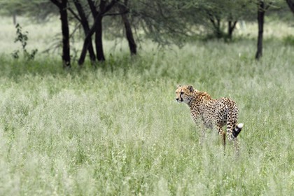 Namibie, Otjiwarongo, Cheetah Conservation Fund, centre de recherche et d'éducation, guépard (Acinonyx jubatus) dans les hautes herbes