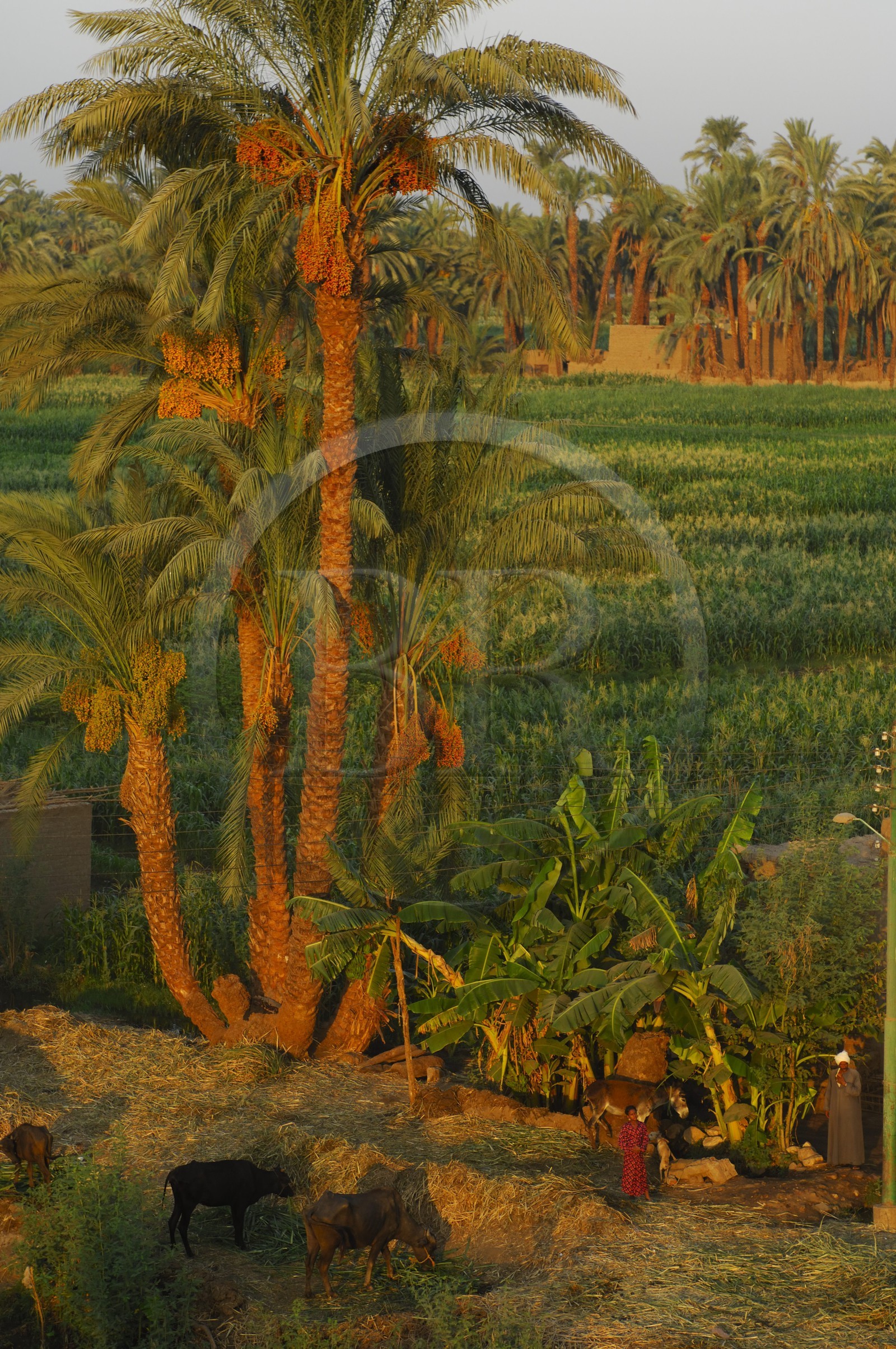 Egypte, Haute Egypte, vallée du Nil, Louxor, champ sur la rive ouest (vue aérienne)