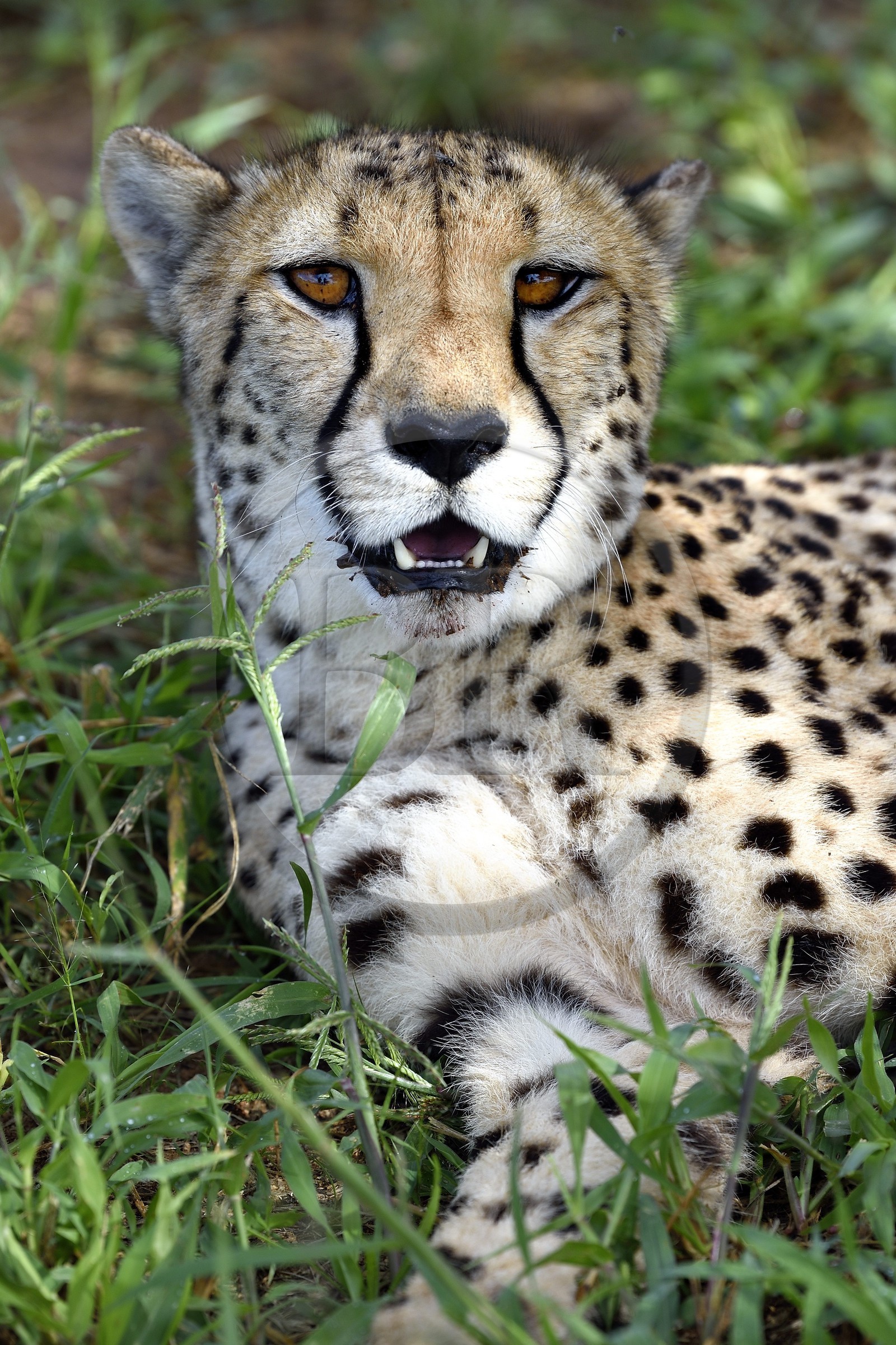 Namibie, Otjiwarongo, Cheetah Conservation Fund, centre de recherche et d'éducation, guépard (Acinonyx jubatus)