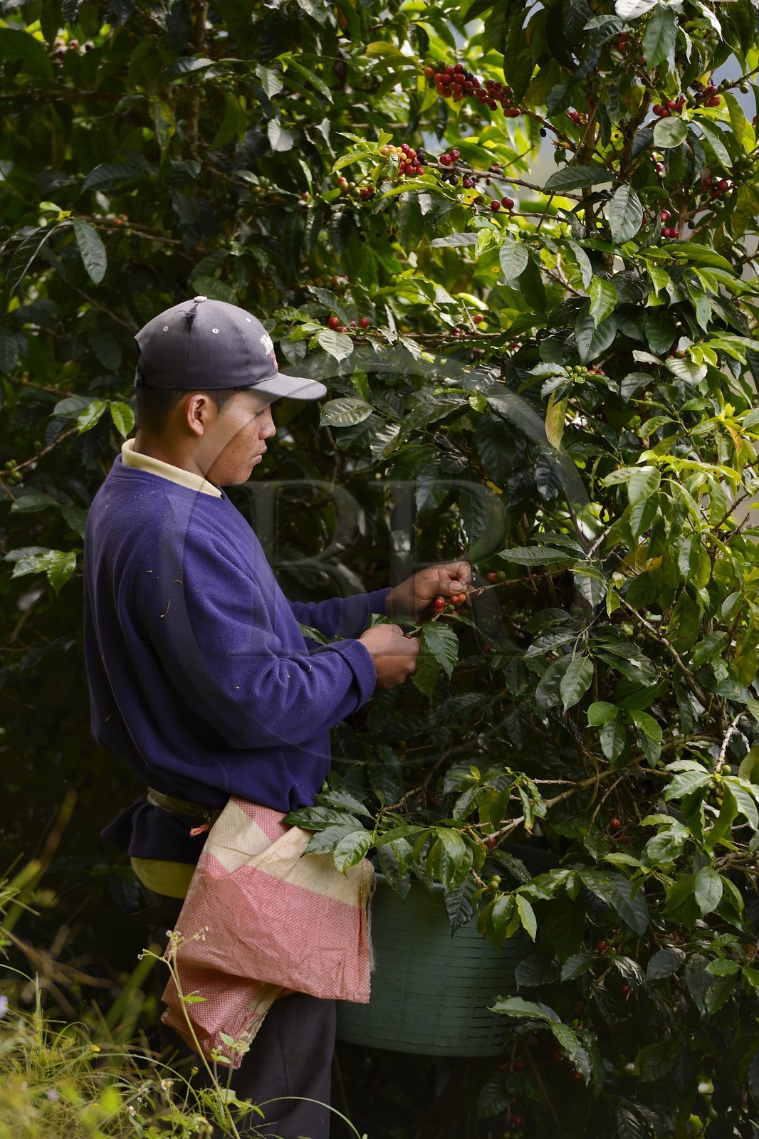 Panama, Chiriqui province, Boquete, Coffee Plantation Finca Lerida, coffee beans harvesting by a Native American Nägbe
