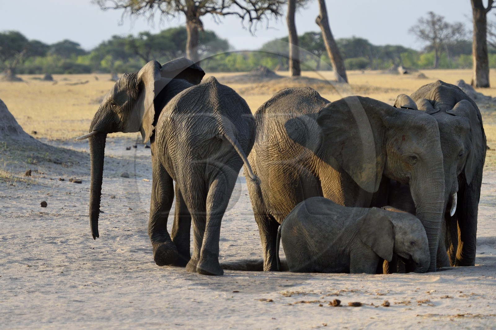 Zimbabwe, province de Matabeleland septentrional, parc national Hwange, éléphants sauvages d'Afrique (Loxodonta africana) dans la savane