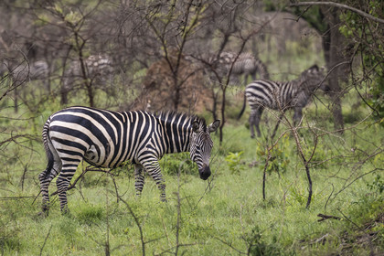 Rwanda, Parc national de l'Akagera, zèbre des plaines (Equus quagga)