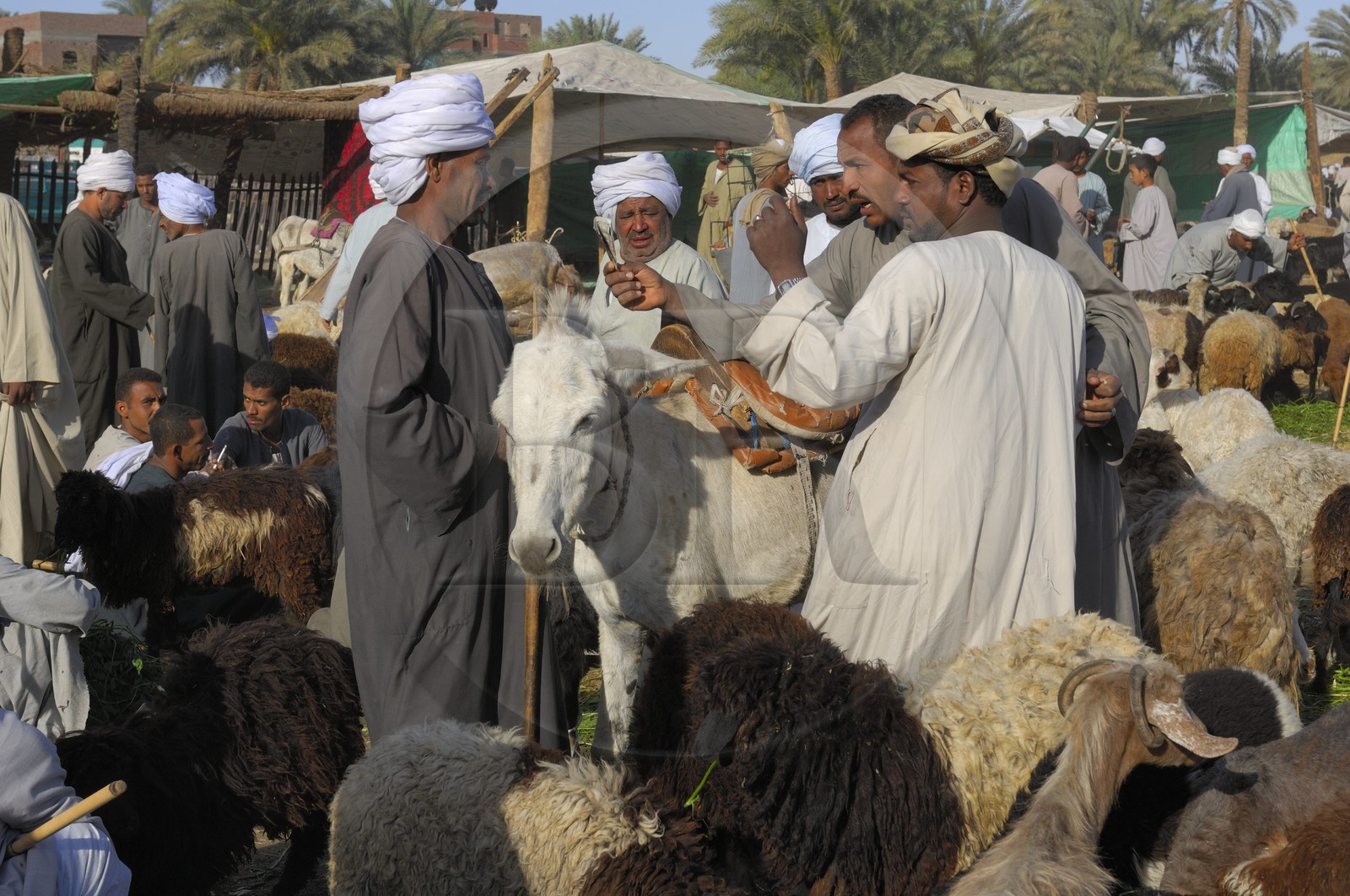 Egypte, Haute Egypte, Daraw au nord d'Assouan, marché aux animaux, vendeurs de moutons et de chèvres