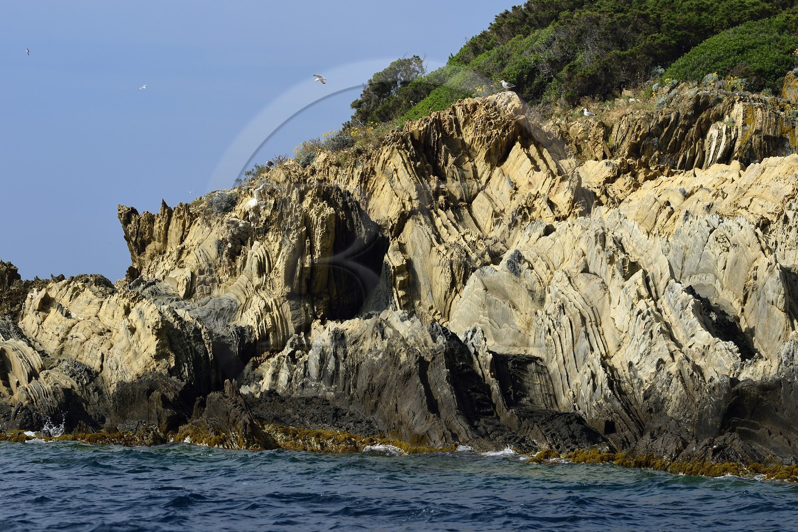 France, Var (83), Iles d'Hyères, parc national de Port Cros, Ile de Port-Cros, l'Ile de Bagaud qui est une réserve intégrale, roches métamorphiques anciennes de gneiss et de micaschistes
