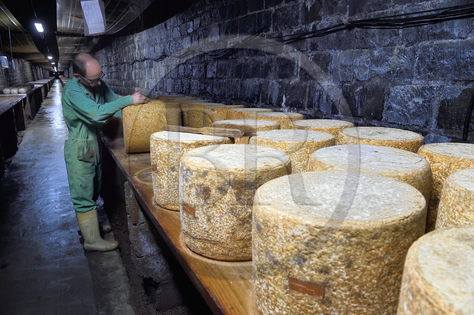 France, Cantal (15), La Chapelle-Laurent, cave d'affinage pour les fromages Marcel Charrade dans l'ancien tunnel ferroviaire de la ligne Saint-Flour - Brioude long d’un kilomètre, l'affineur Gautier Bouchet pratique le retournement des meules de fromage Cantal
