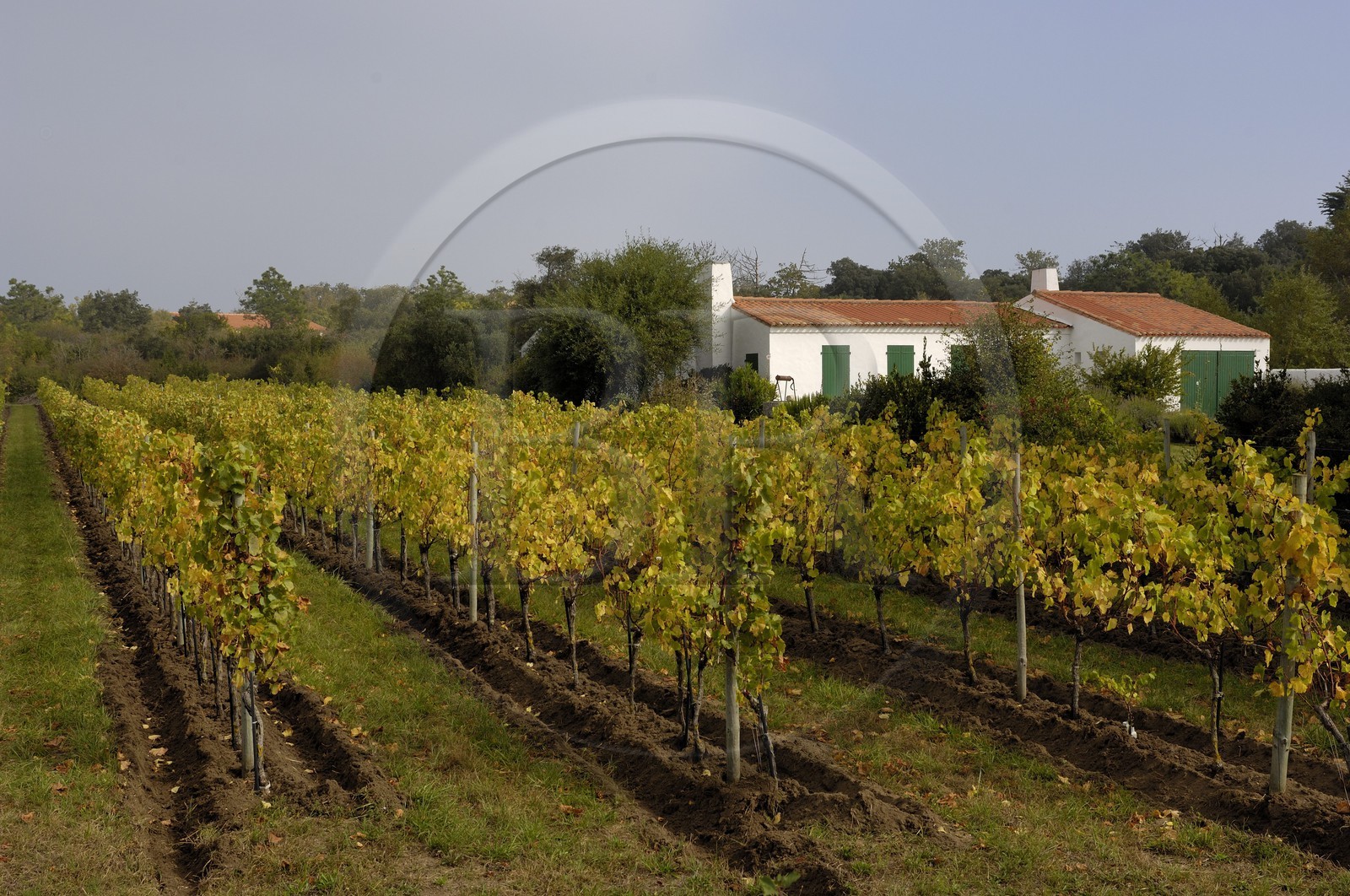 France, Charente-Maritime (17), Ile d'Aix, la seule vigne de l'île
