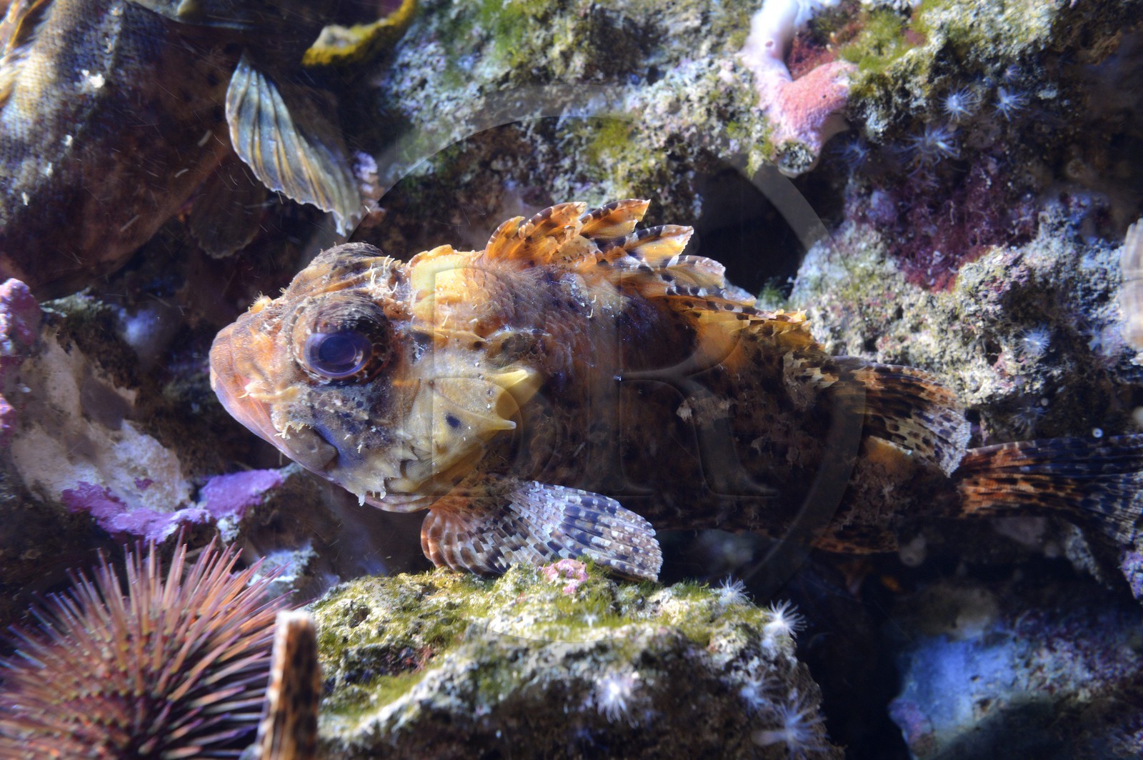 Principauté de Monaco, Monaco, le musée océanographique, rascasse pustuleuse (Scorpaena notata)