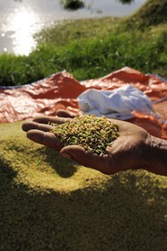 Vietnam, province de Ninh Binh, riz brut avec son écorce
