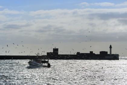 France, Seine-Maritime (76), Le Havre, bateau de pêche entrant au port suivi par une nuée de goélands