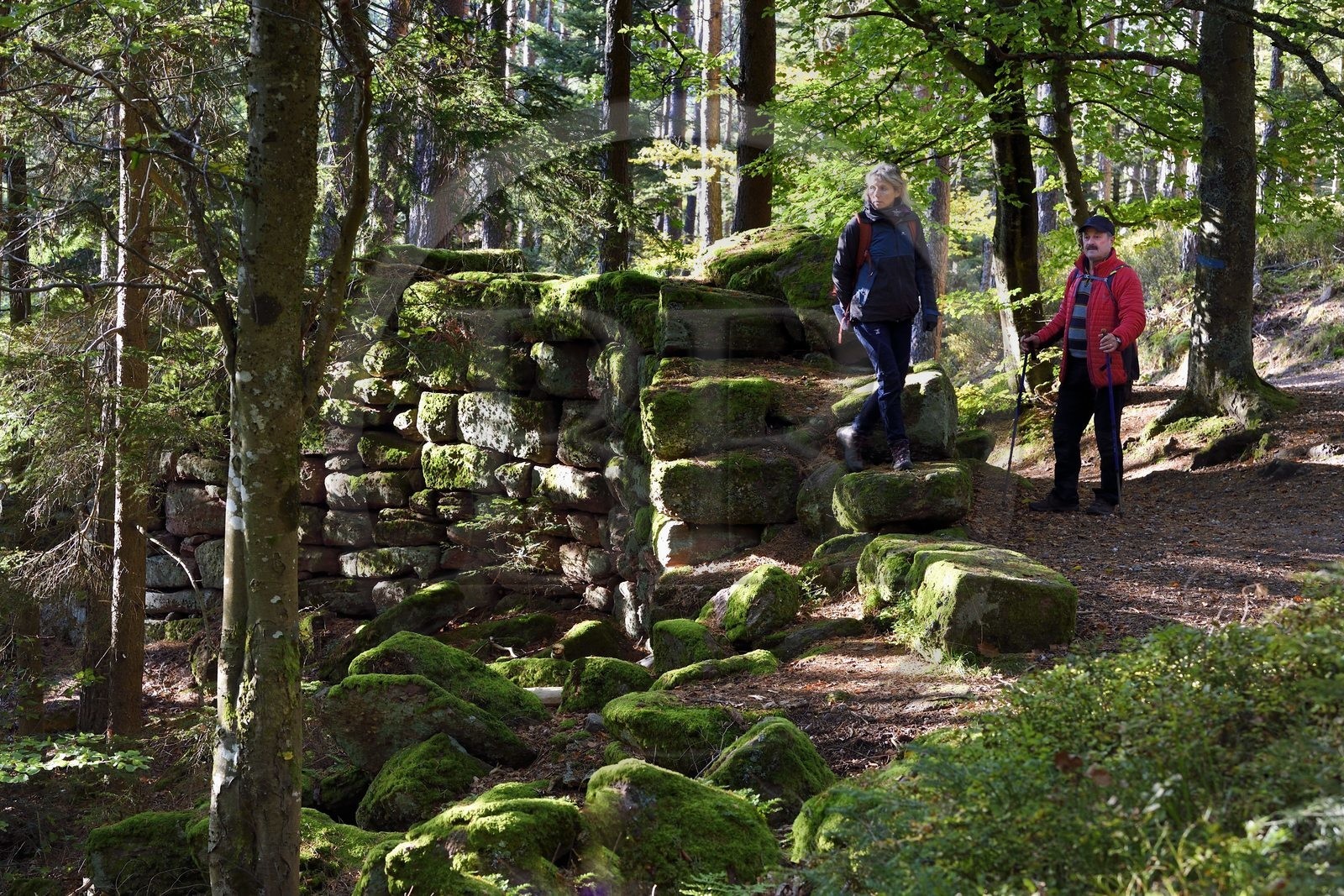 France, Bas-Rhin (67), Mont Saint-Odile, randonnée le long du Mur Païen, vestige d'un mur d'enceinte probablement de l'époque mérovingienne d'une longueur totale de onze kilomètres