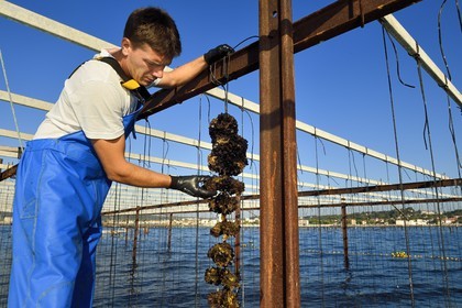 France, Var (83), La Seyne-sur-Mer, l'ostréiculteur Jean Christophe Giol dans la baie de Tamaris