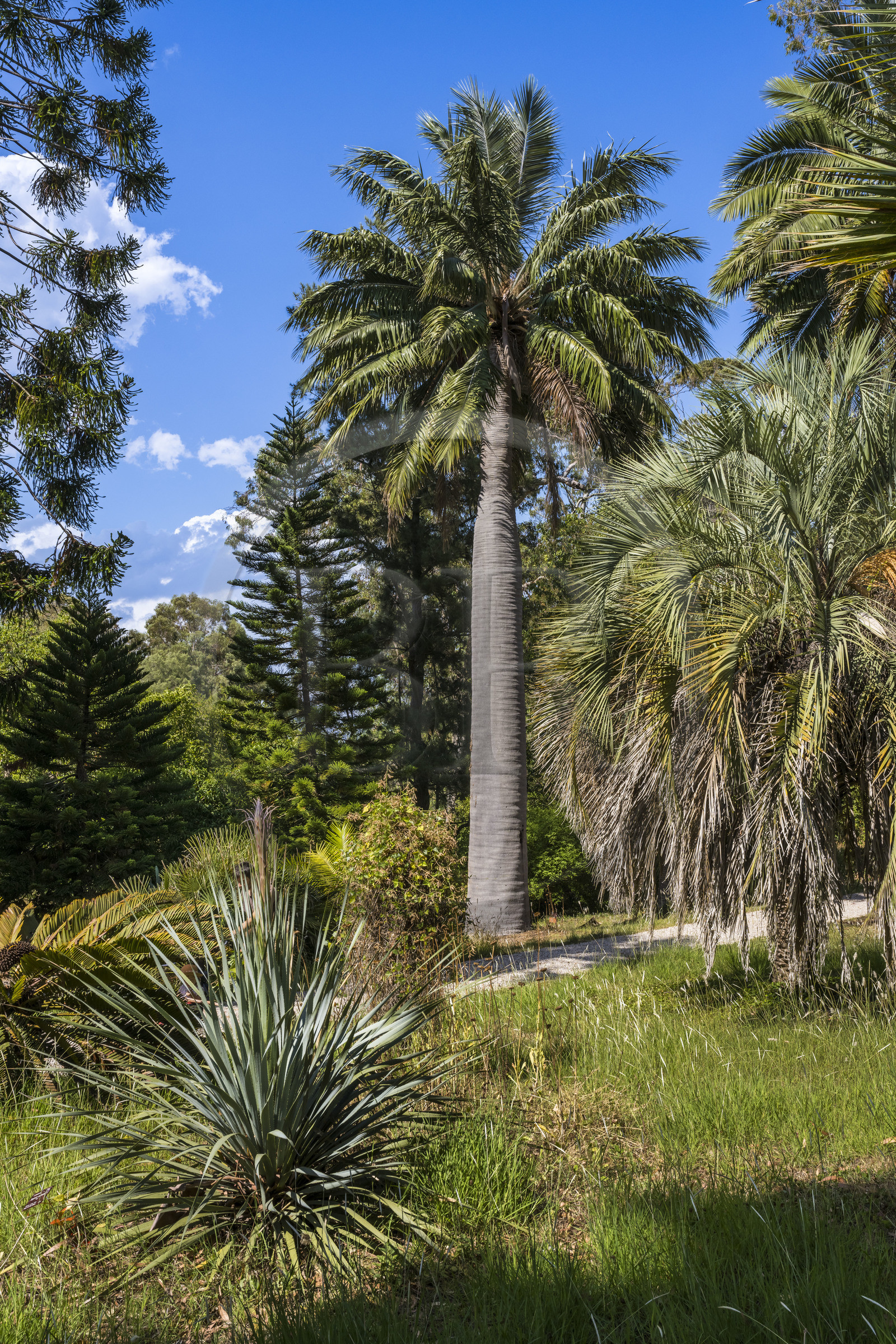 France, Alpes-Maritimes (06), Antibes, Le Jardin Botanique de la Villa Thuret (rattachée à l'INRAE), labellisé Jardin Remarquable et Arbre Remarquable, cocotier du Chili ou palmier du Chili (Jubaea chilensis)