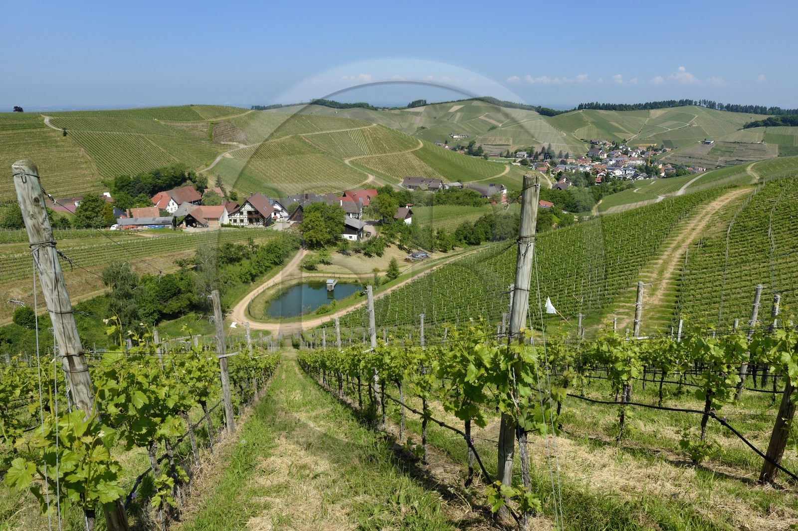 Germany, Baden-Wurttemberg, Durbach vineyard