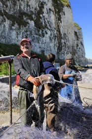 France, Seine-Maritime (76), Veules-les-Roses, pêcheur récupérant la pêche du jour des filets