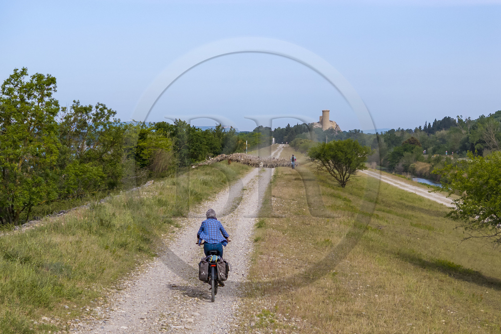 France, Vaucluse (84), Châteauneuf-du-Pape, le troupeau de brebis Merinos d'Arles (et quelques chèvres) menée par la bergère Natacha Fasujevic en éco-pâturage sur les bords du Rhone, le chateau de L'Hers (Xe siècle) en arrière plan (vue aérienne)