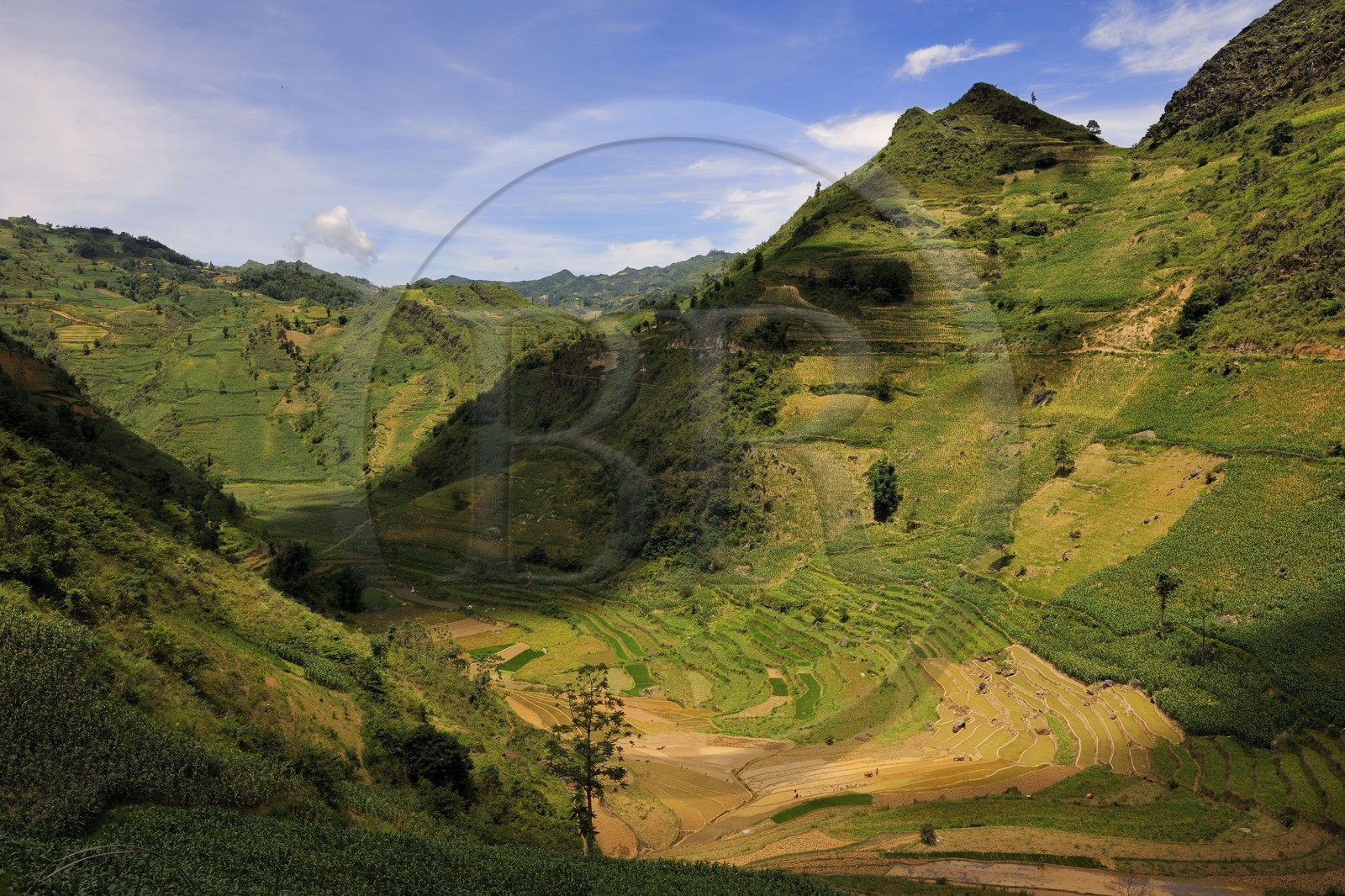 Vietnam, Lao Cai province, Bac Ha district,  Can Cau, rice plantations in terraces
